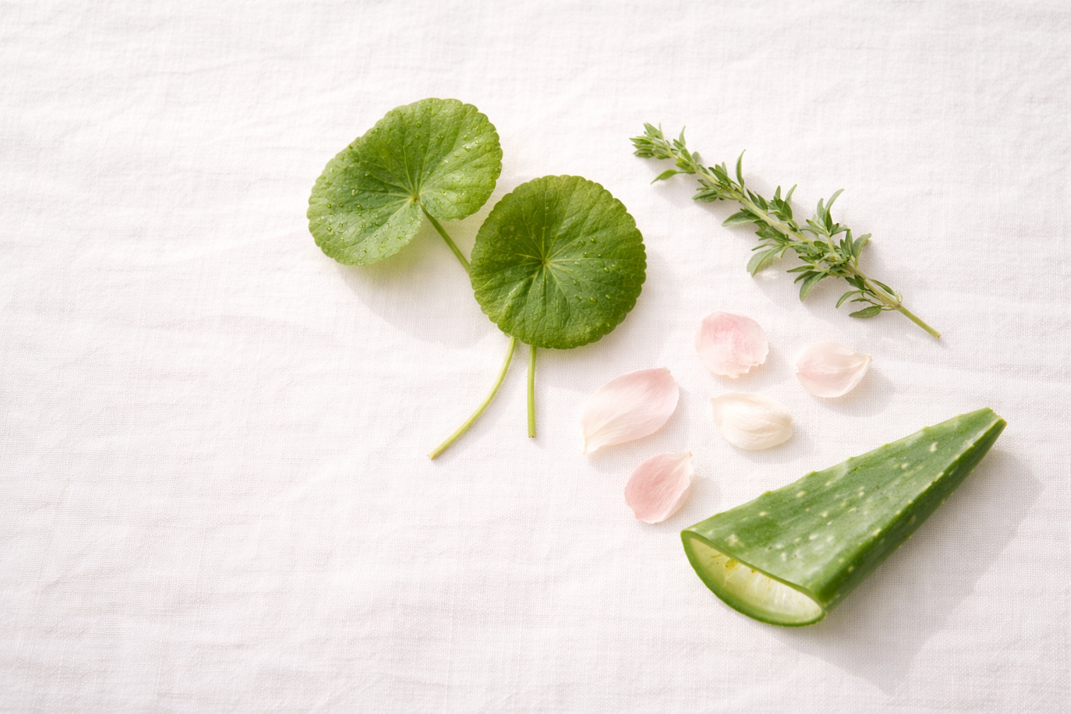 Herbario vegan brand