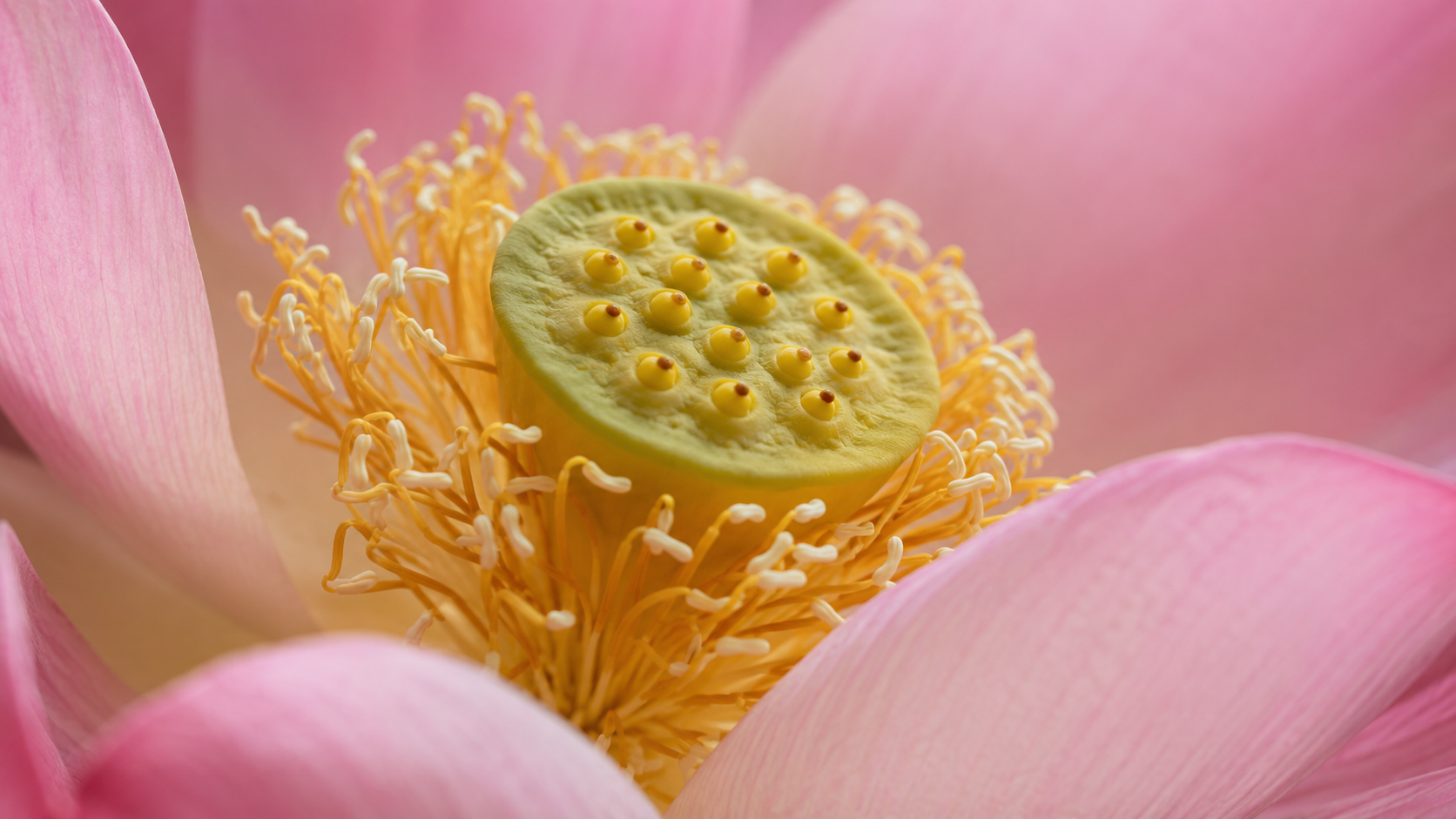 Lotus stamens and seed pod close-up - the antioxidant-rich part of the flower