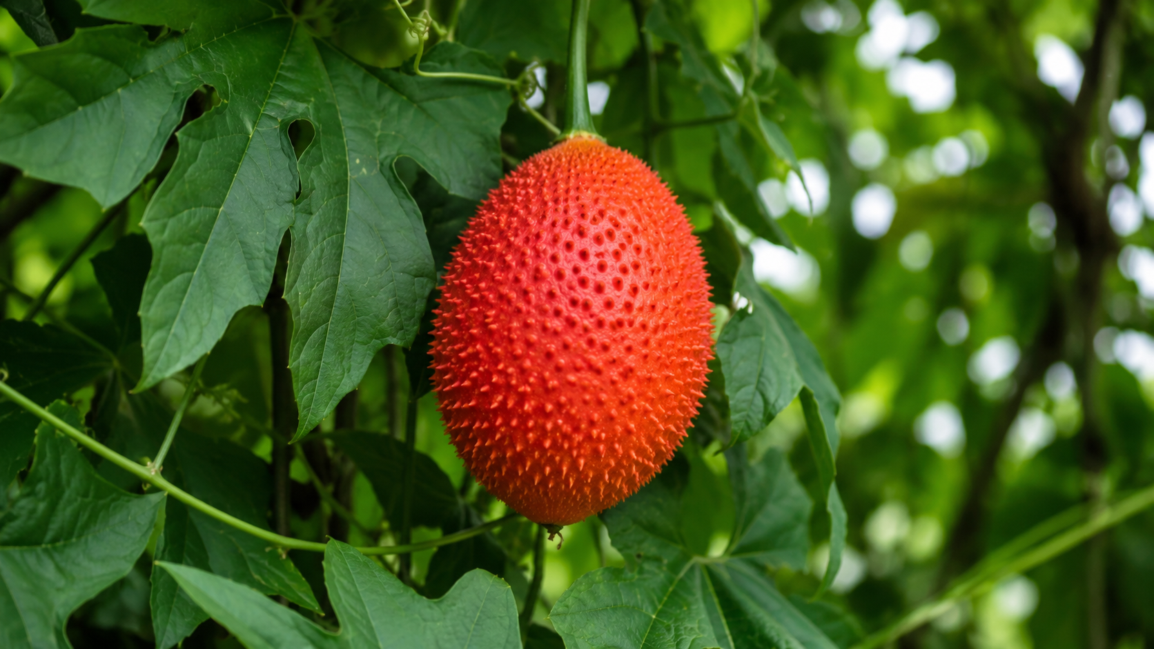 Ripe gac fruit on the vine - Momordica cochinchinensis growing in Vietnam